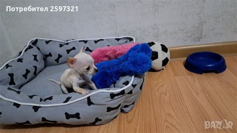 Чихуахуа в Чихуахуа в гр. Хасково - ID43467055 — Bazar.bg