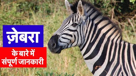 ज़ेबरा के बारे ने संपूर्ण जानकारी Complete Information About Zebra