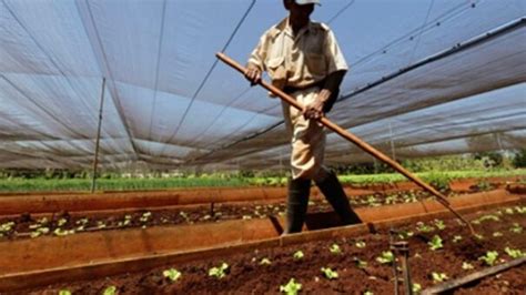 El Campesino Celebra El Día De La Cultura Cubana Radio Sancti Spíritus