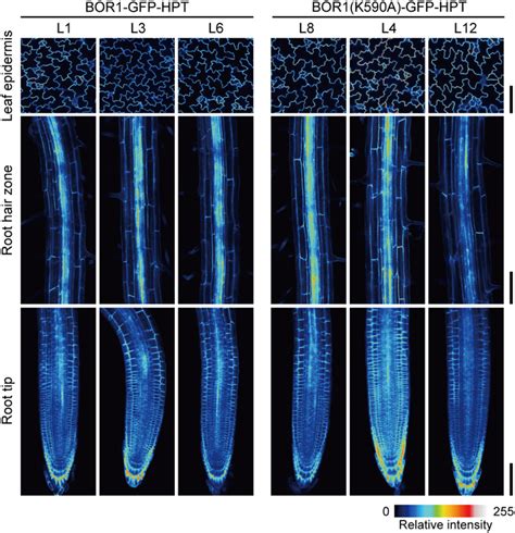 Frontiers Tolerance To Excess Boron Conditions Acquired By