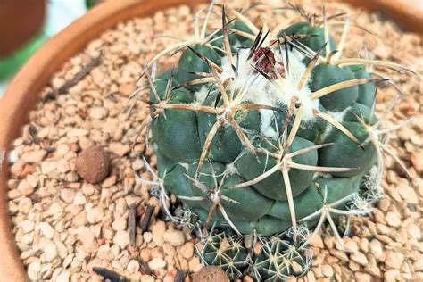 Coryphantha Pycnacantha Adaptations Succulentdotcare