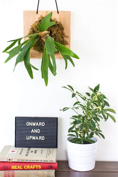 How To Mount A Staghorn Fern To Hang On Your Wall Staghorn Fern