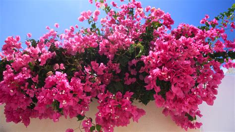 Why Is My Bougainvillea Dying All You Need To Know