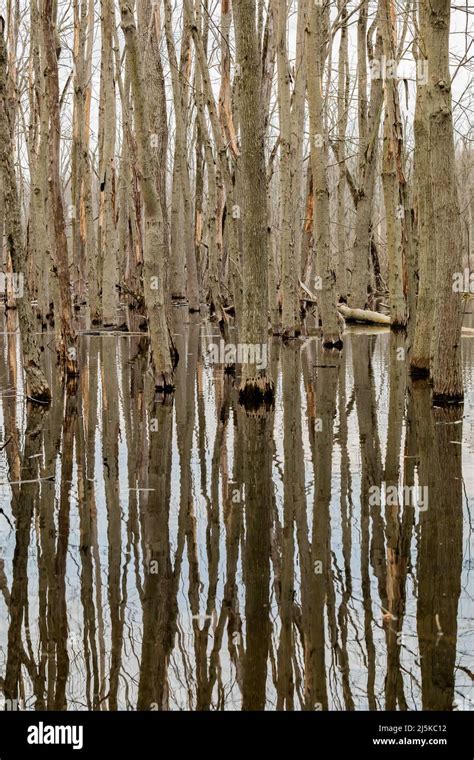 Reflections On A Beaver Pond Of Flooded Trees Woodland Park And Nature Preserve In Battle Creek