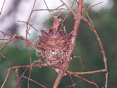 Born to be Free: Nesting Behaviour of Birds