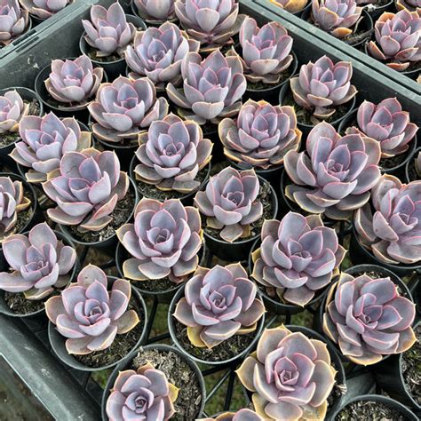 Wholesale Pack Of 10 Plants X Echeveria Gibbiflora Purple Pearl