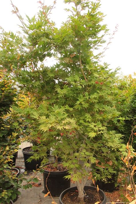 Buy Acer Palmatum Ariadne Specimen Conifer Kingdom