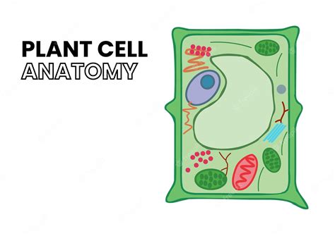 Premium Vector | Plant cell anatomy vector design