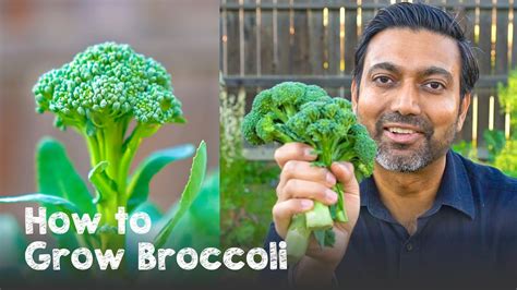 How To Grow Broccoli From Seed To Harvest Cyprus Mail