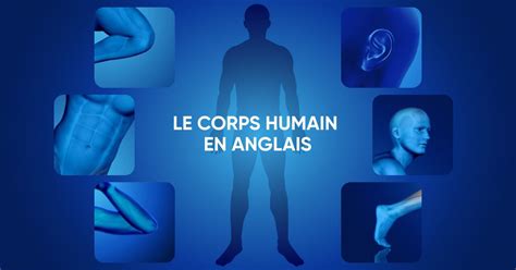 Le Corps Humain En Anglais Anatomie Squelette Organes