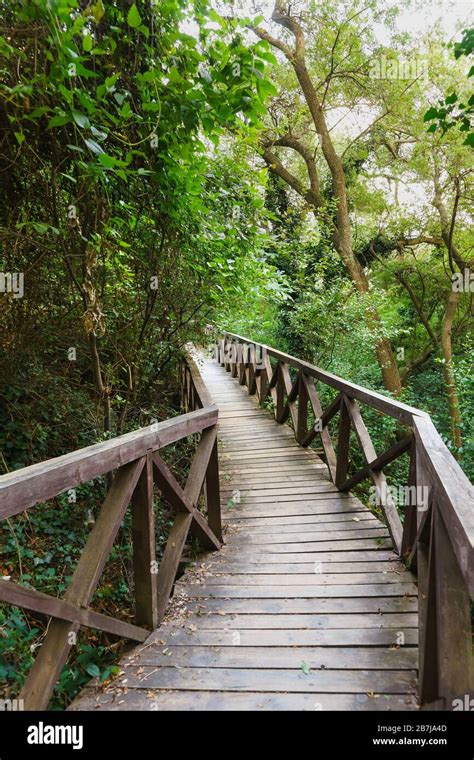 Beautiful Small Wooden Bridge Leading Through Impassable Thickets Of