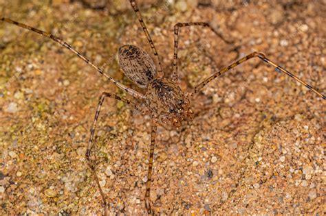 Premium Photo Adult Brown Spitting Spider