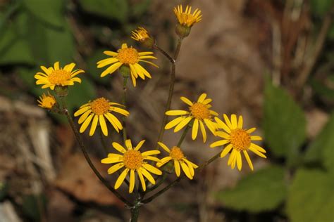 American Groundsels And Ragworts From Caldwell County NC USA On May