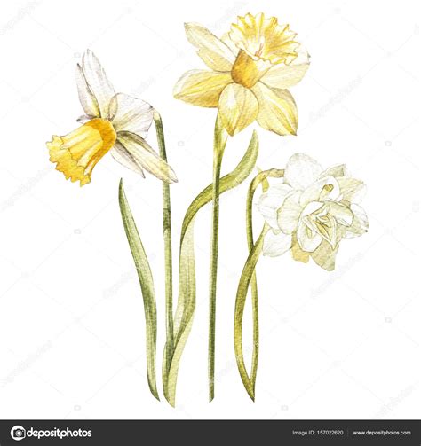 Illustration In Watercolor Of A Narcissus Flower Blossom Floral Card