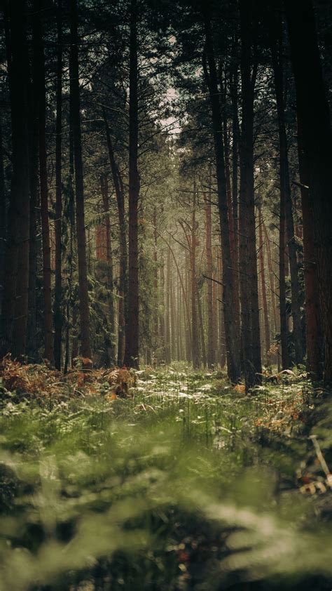 Enchanting Forest Wallpaper for Your iPhone