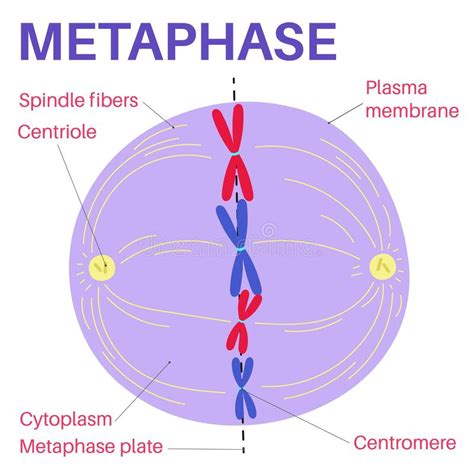 La Métaphase Est Un Stade De Mitose Dans Le Cycle Cellulaire Eucaryote