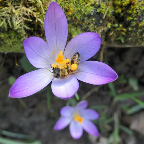 Biene Auf Elfenkrokus Elfen Krokus Crocus Tommasinianus Flickr