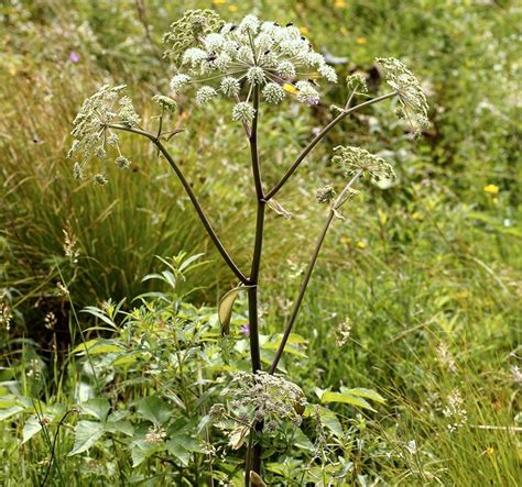 Дягиль, или дудник лекарственный (лат. Archangélica officinális)