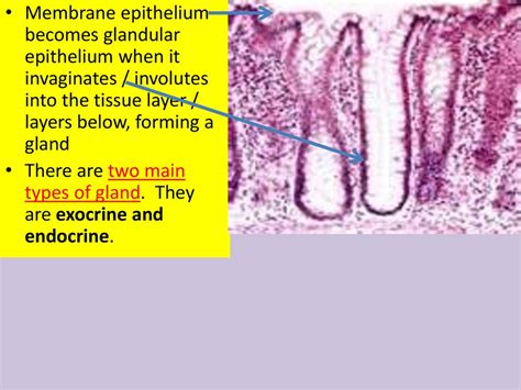 Glandular Epithelium Diagram