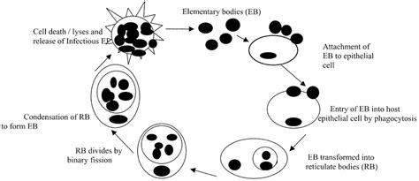 Developmental Cycle Of Chlamydia In A Host Epithelial Cell The