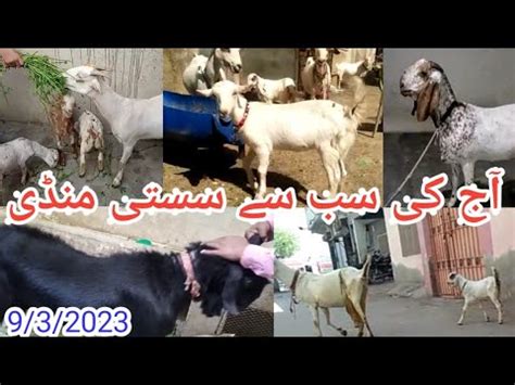 Aaj Ki Sab Se Sasti Mandi Karachi Mandi Apni Bakra Mandi YouTube