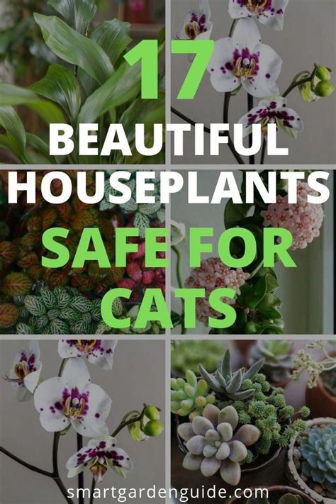 Easy Cat Safe Plants Sekaforward