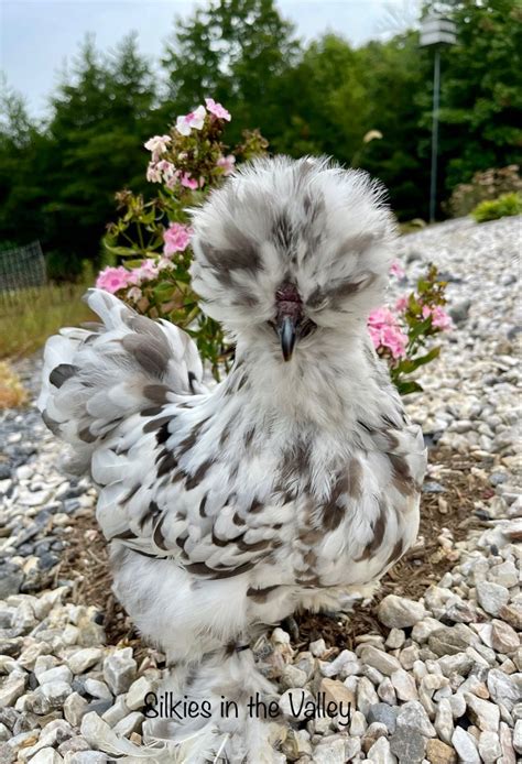 A Complete Guide To Silkie Chicken Colors Breeding Chart Sexing