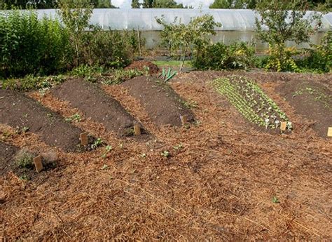 En permaculture évitez de perturber les sols Stepping Stones Farmland