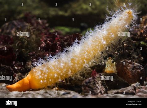 Pluma De Mar Fotografías E Imágenes De Alta Resolución Alamy