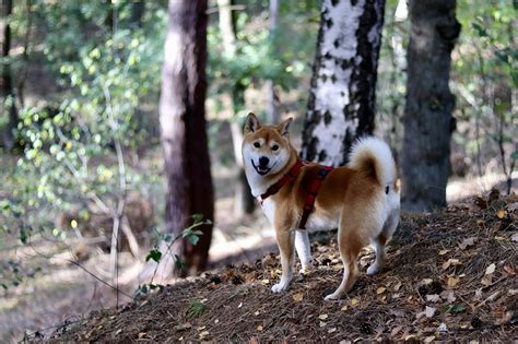 Shiba Inu Grooming: Bathing, Shedding, And Why They Don't Need Trims