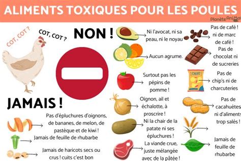 Aliments Toxiques Pour Les Poules Nourriture De La Poule