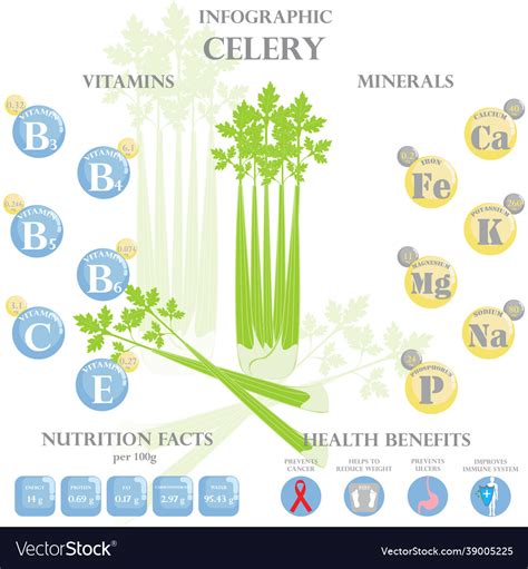 Health Benefits And Nutrition Facts Celery Vector Image