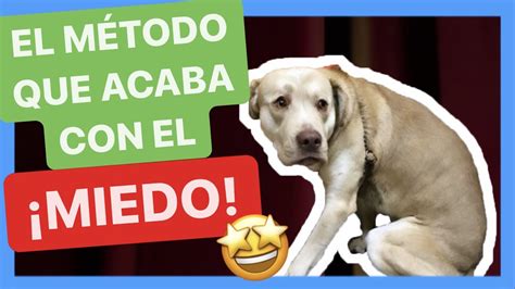 TIENES UN PERRO CON MIEDO USA EL MÉTODO DE INUNDACIÓN 100