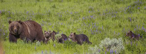 Grizzly 399 Seen Leaving Grand Teton & Entering Jackson Hole - KODI Radio