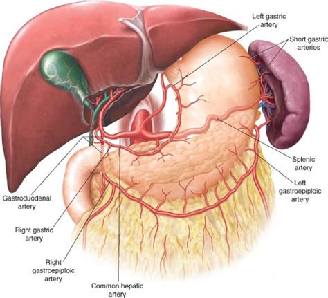 Total Gastrectomy and Esophagojejunostomy | Abdominal Key