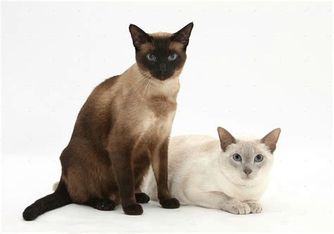 The main breeds of hypoallergenic cats