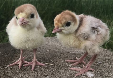 Day Old Turkey Poult Identification Meyer Hatchery