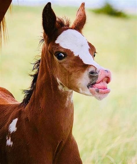 ️😂 ️😂 ️😂 | Cute horses, Baby horses, Horses