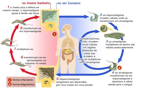 Doenças De Chagas Ciclo - 7