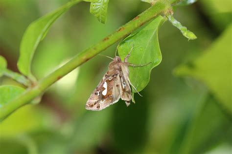 Night Shift Pollinating The Magic Of Moths — Kale Tree