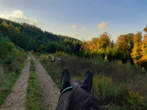 Saisonende im goldenen Herbst Geführte Wanderritte im Elsass und den