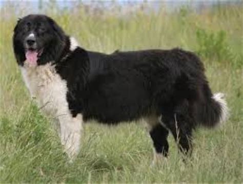 Great Pyrenees Vs Bulgarian Shepherd Breed Comparison