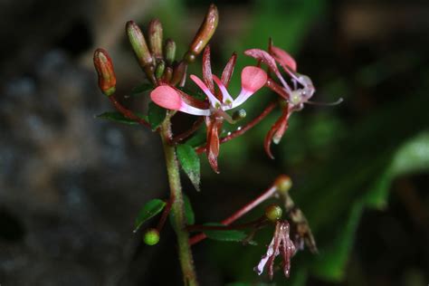 Lopezia Cav Plants Of The World Online Kew Science