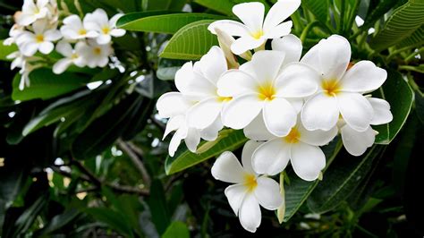 Plumeria Trees Planting Growing And Pruning Plumerias