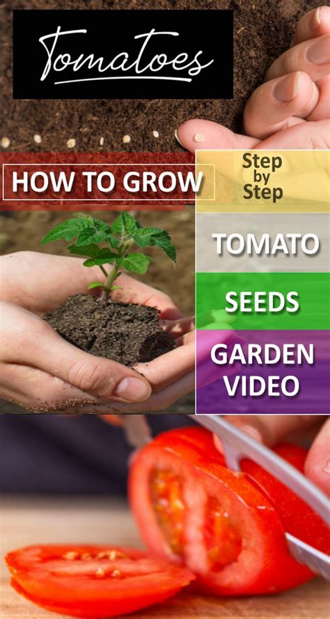 Step By Step Directions On How To Grow Tomato Seeds Garden Video