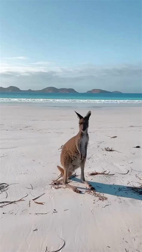 オーストラリア政府観光局 On Twitter 本日は 白の日 🤍 ということで 🇦🇺で1番白いビーチと言われる 西オーストラリア州