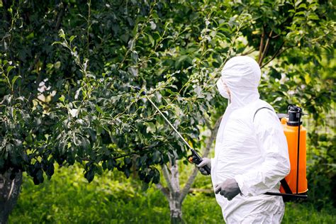 Consejos Esenciales Para Fumigar árboles Frutales Y Proteger Tu Cosecha