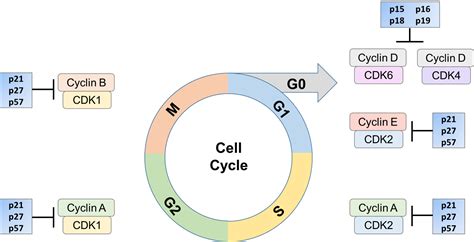 Cell Cycle Inhibitor Proteins Creative Biomart