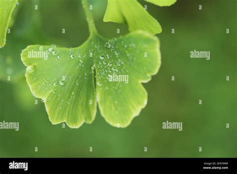 Ginkgo Biloba Leaves With Water Drops On Blurred Green Background