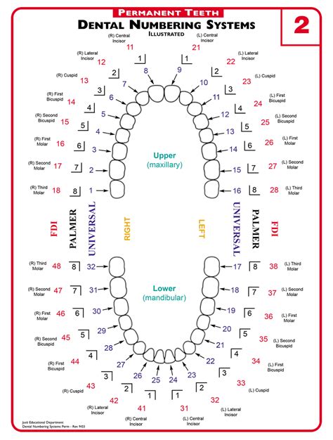 Basic Dental Terminology S S Dental